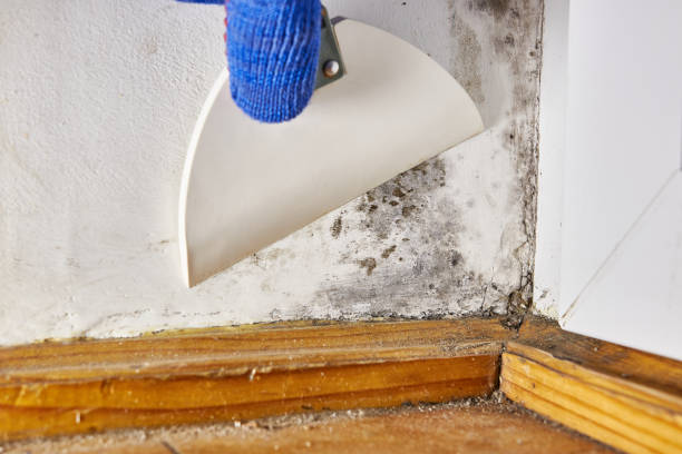 Best Dehumidification Services  in Rheems, PA